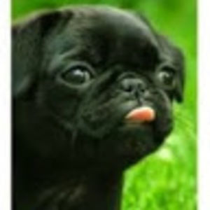 Meet your Posher, Malik